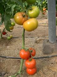 Gran calidad y sabor del tomate