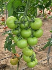 Tomates adaptados a las exigencias del mercado