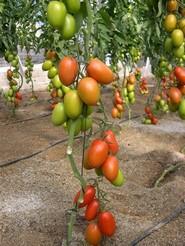 Calibres grandes y tomates con una buena postcosecha