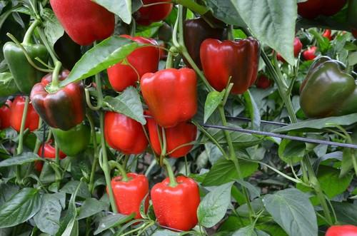 Ercina presenta un color rojo atractivo