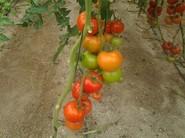 Buen color