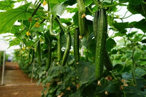 Finca con el 24-261, el pepino largo de Rijk Zwaan resistente e CGMMV