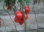 Corolor rojo intenso