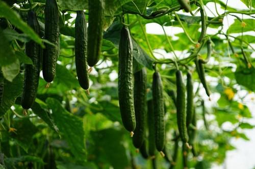 Productividad y frutos oscuros, características del 24-261 RZ