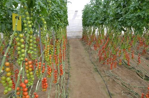 La variedad Creativo