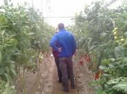 Debate sobre aspectos de cada variedad