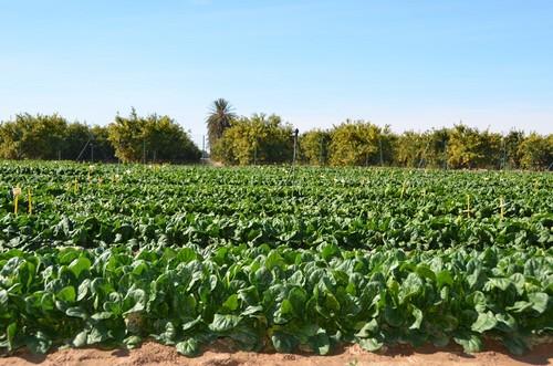 Campo de ensayo de espinaca.