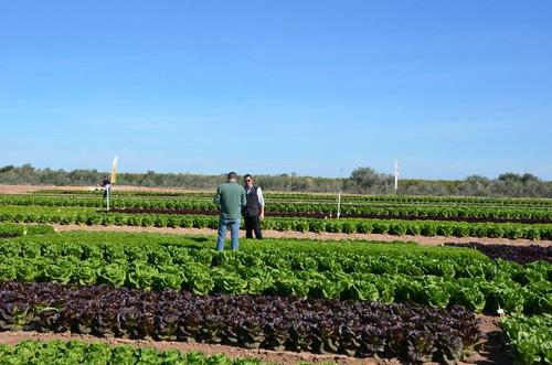 Vista de la finca de Nunhems® Spain SAU en Cartagena.