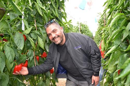 Con la variedad Carlomagno, resistente a oídio.