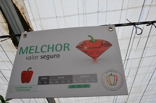 Uno de los clásicos de Zeraim Ibérica.