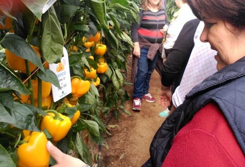 Viendo la variedad en amarillo, Ártico.