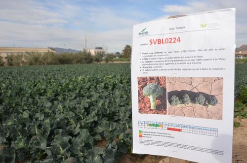 Indicaciones de la nueva variedad.
