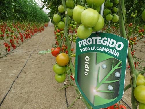 Variedades que están protegidas ante el oídio