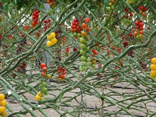 Tomates cherry de diferentes tipos y colores