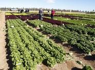 Lechuga.