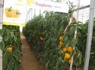 Airen F1, más que conocido por su productividad y calidad por los agricultores de la provincia.