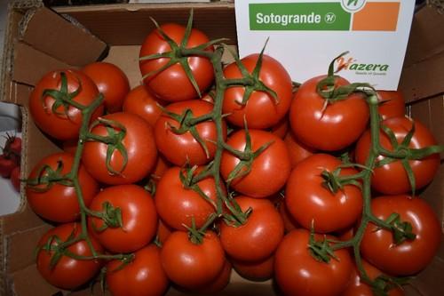 Sotogrande se destaca por su intenso color rojo y una excelente presentación.