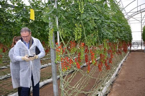 Angelle es una de las variedades estrella de Syngenta.