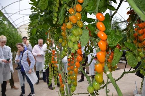 Variedad Bambelo