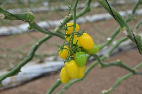 La variedad en amarillo Ivorino