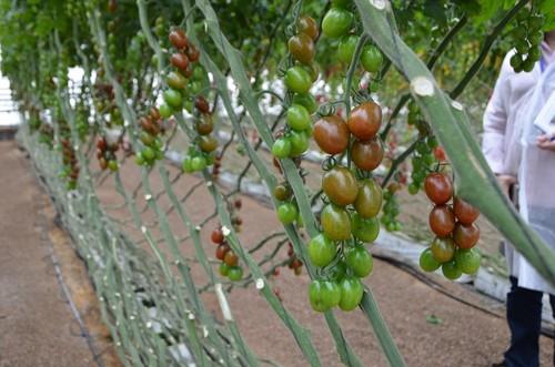 La variedad KM15402