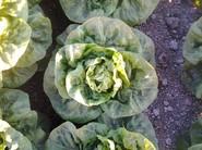Lechuga de la amplia gama Salanova.