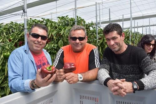Los agricultores muestran el pimiento California Ochoymedio