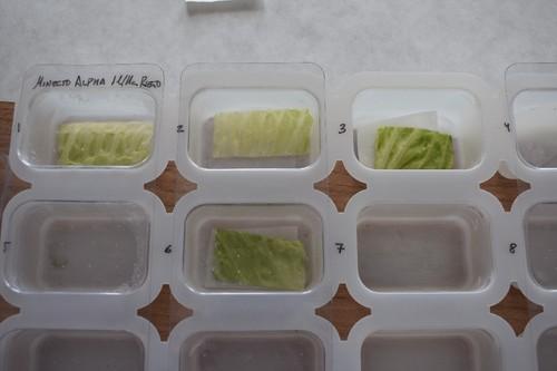 Muestras de lechuga en el laboratorio