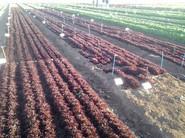 La finca, con los nombres de las variedades y los códigos BIDI.