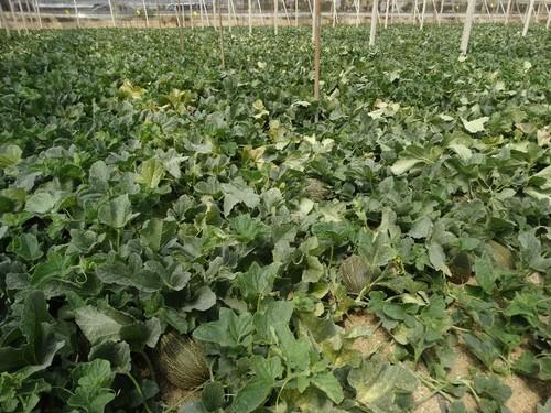 Cultivo de melón Valentín F1.