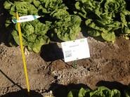 Junto al nombre de la variedad, los códigos BIDI facilitan toda la información sobre los cultivos.