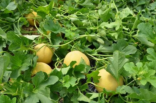 Esta variedad tiene aptitud para el cuaje.