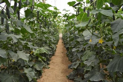 Variedad blueleaf resistente a oídio