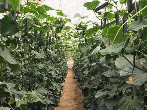 Sian RZ se caracteriza por su planta bien balanceada en fructificación