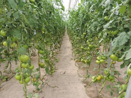 Beef Corredor de Hazera Spain