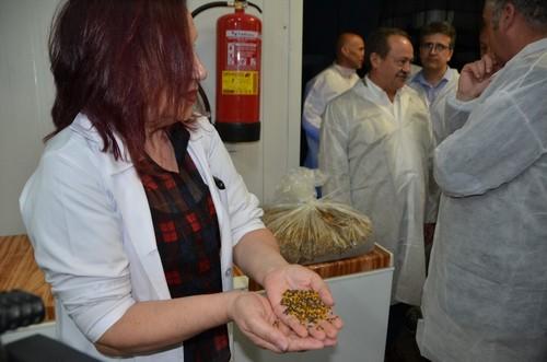 Polen del que se alimentan los insectos.
