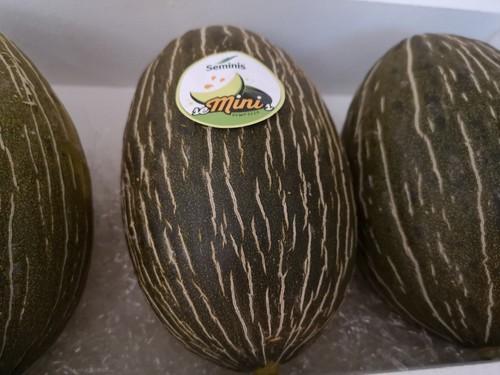 Novedad en piel de sapo para exportación de Seminis Ibérica.