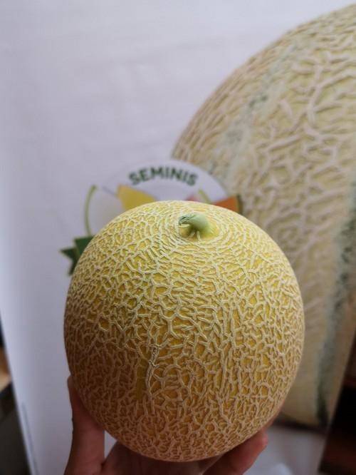 Seminis es líder absoluta en melón Galia en la Región de Murcia.