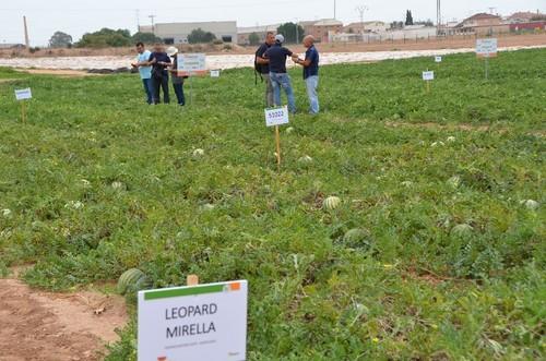 Profesionales visitando las novedades de Hazera España en sandía.