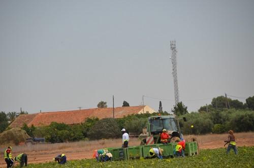 Cultivo de pimientos de Ramiro Arnedo al aire libre.