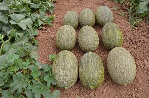 Melones piel de sapo de Ramiro Arnedo.