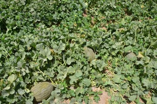 Variedad de melón Canela, de Fitó.