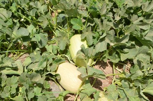 Variedad de melón Pias, de Fitó.