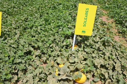 El melón amarillo Soleares, de Semillas Fitó.