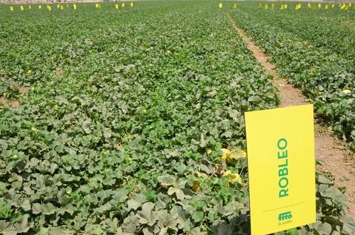 El melón amarillo Robleo en el campo.