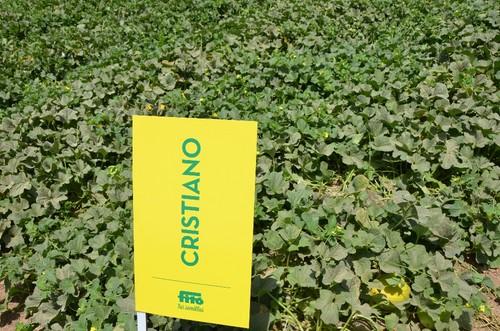 Variedad de melón Cristiano, de Fitó.