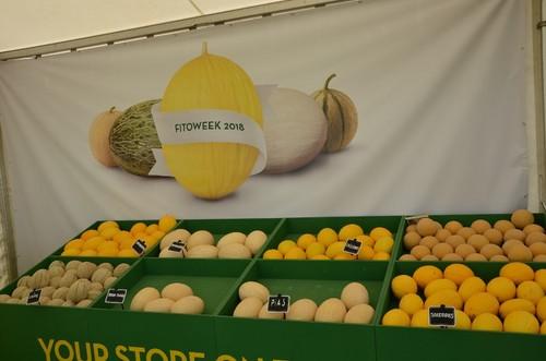 Diferentes variedades de diversos tipos de melones de Fitó.