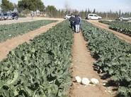 En la zona de las coliflores.