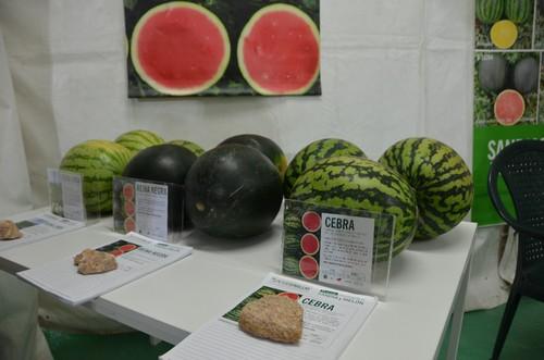 Intersemillas también tiene expositor en Ferimel.