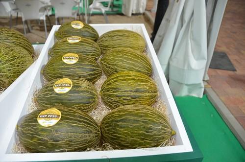 Novedad de melón piel de sapo de HM.CLAUSE.